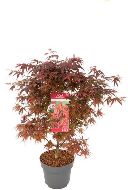Acer palmatum shaina plant 24