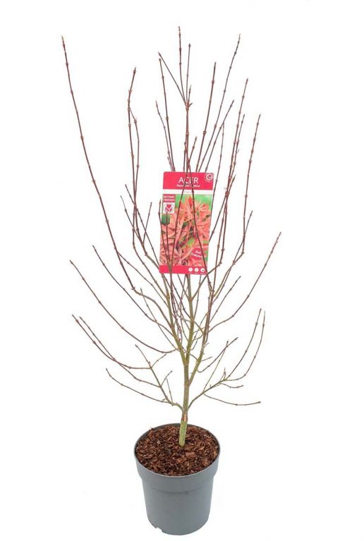 Acer palmatum shaina plant p24