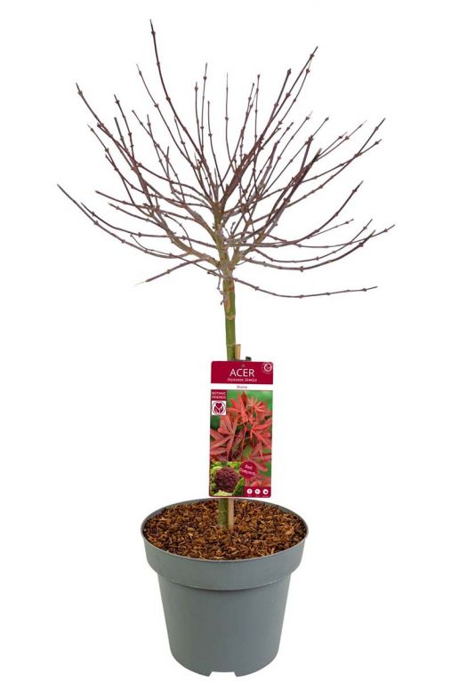 Acer palmatum shaina plant p34