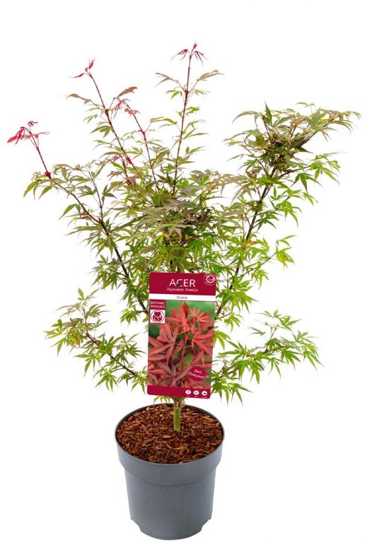 Acer palmatum shaina planten 24
