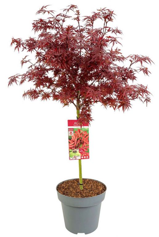 Acer palmatum shaina tuinplanten p34