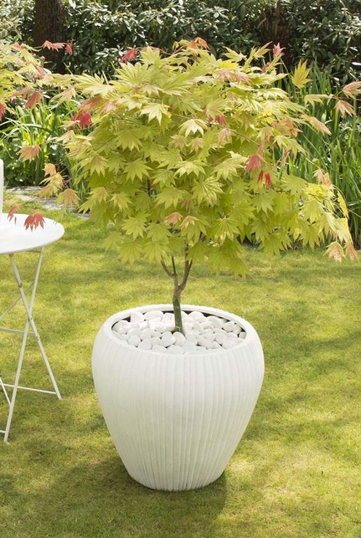 Acer shirasawanum moonrise gartenpflanze p19