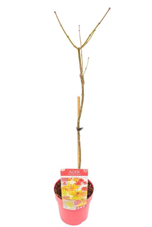 Acer shirasawanum moonrise stam p19