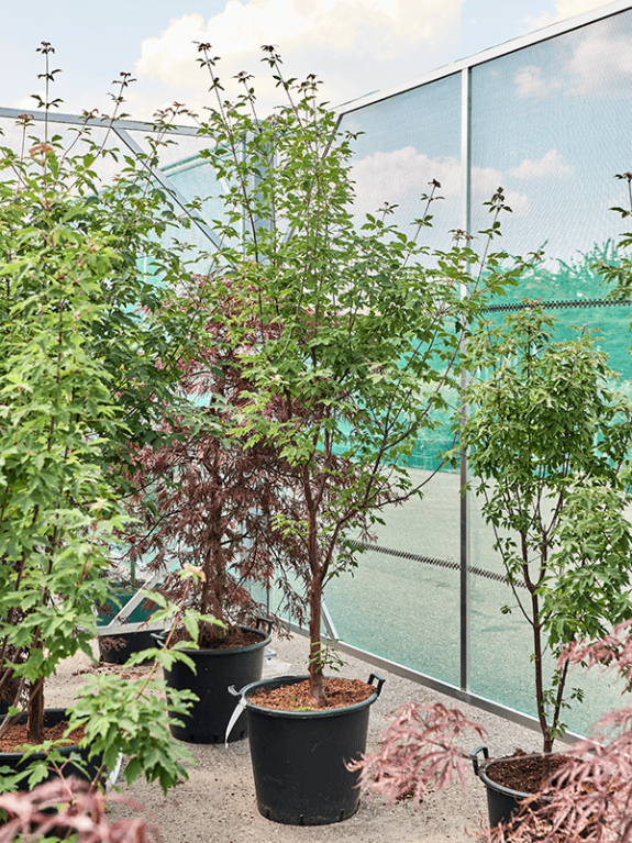 Acer griseum (190-240)