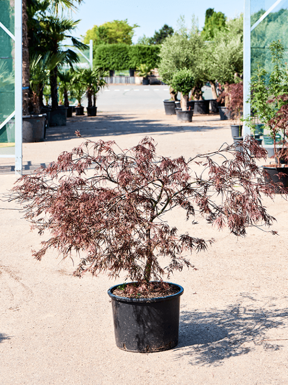 Acer Palmatum 'Garnet' (100-120)