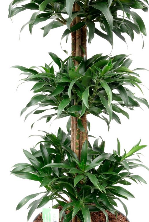 Hoya Krohniana Silver blad