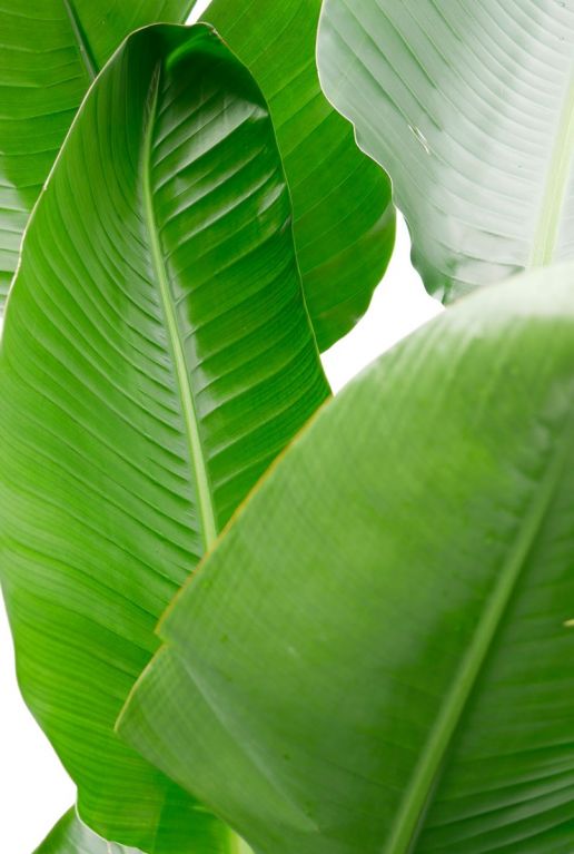 Alocasia Branchifolia Pink Passion blad
