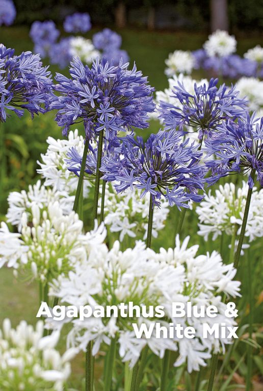Agapanthus blue white mix blumenzwiebeln