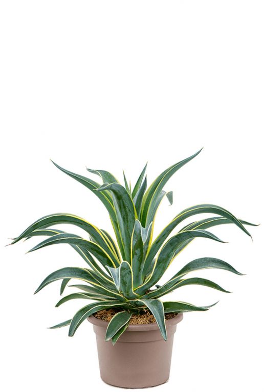 Agave desmettiana