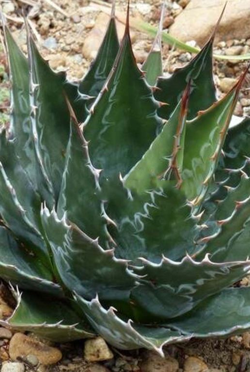 Agave montana gartenpflanze p24