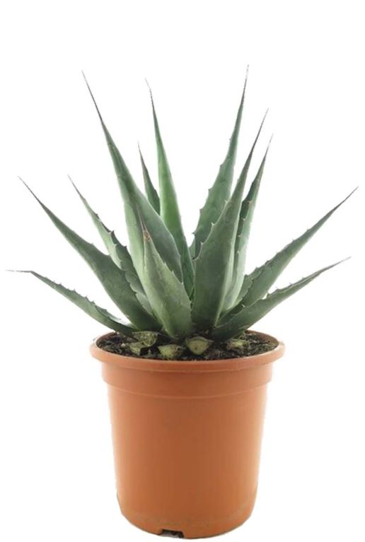 Agave montana p24