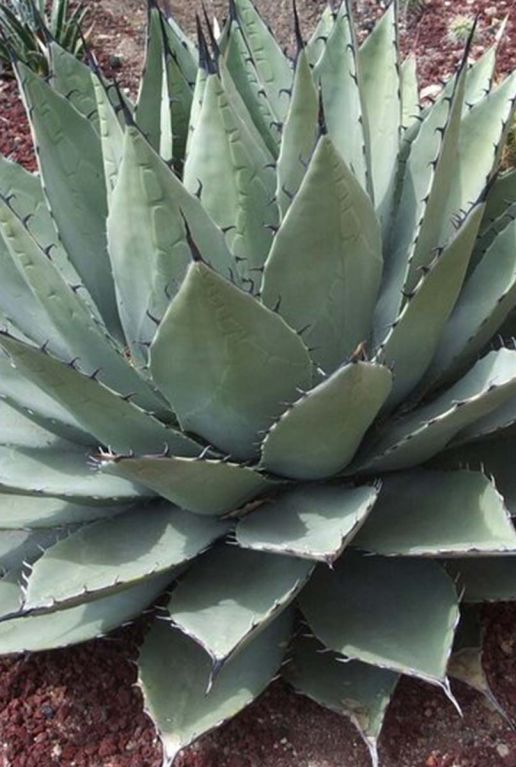 Agave neomexicana gartenpflanze p22