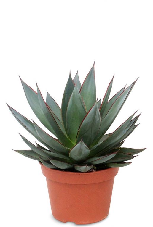 Agave Shaka Zulu