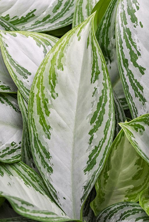 Aglaonema-silver-bay