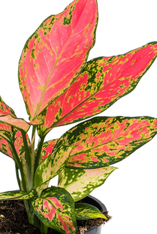 Aglaonema cherry baby 1