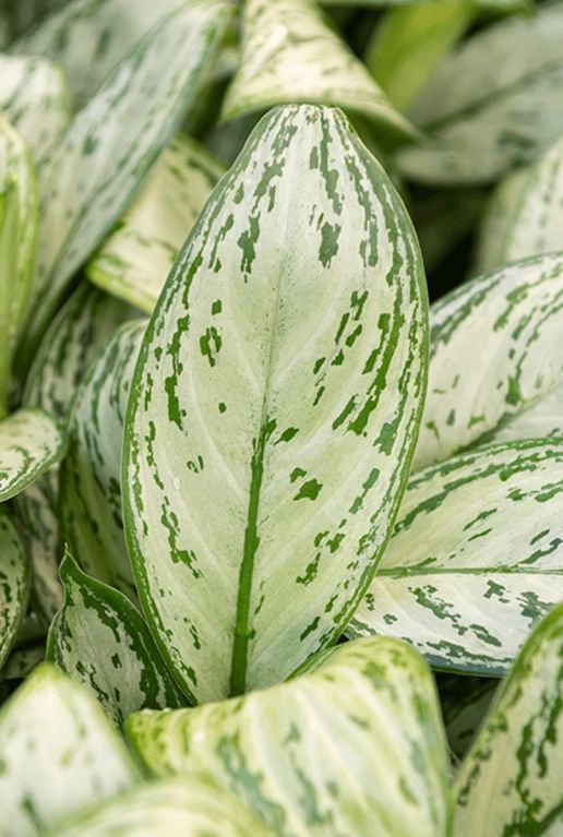 Aglaonema christina p;flanze buntes blatt