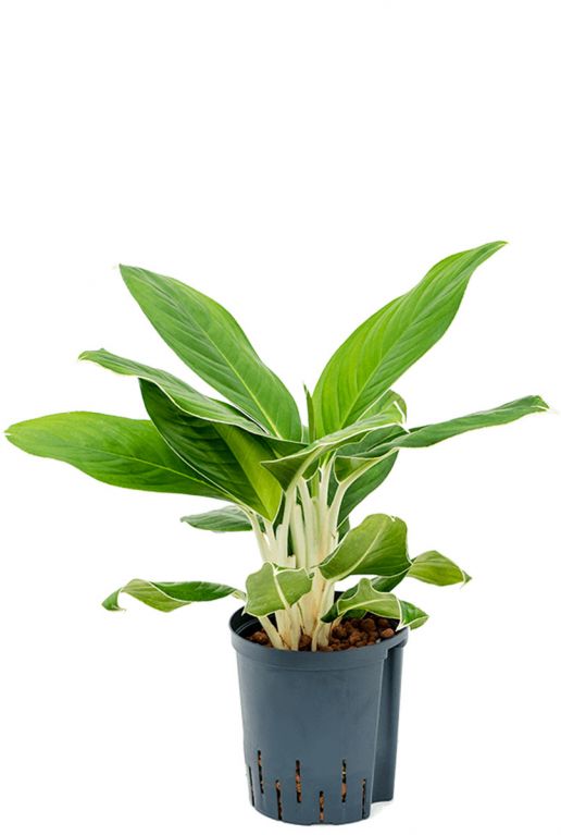 Aglaonema cintho king