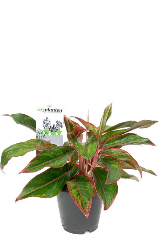 Aglaonema crete zimmerpflanze