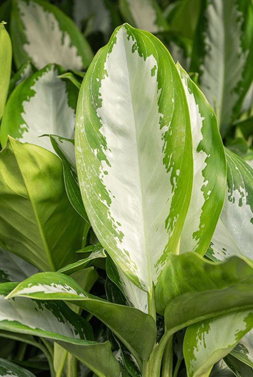 Aglaonema diamond bay blad