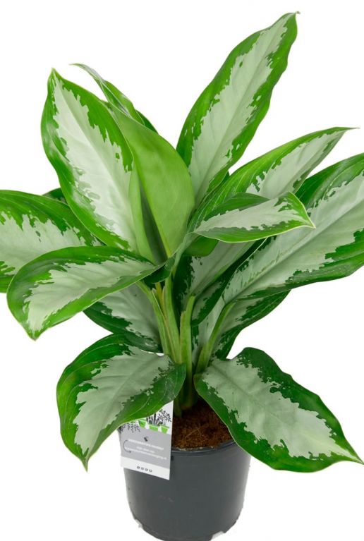 Aglaonema diamond zimmerpflanze