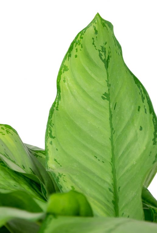 Aglaonema freedman blad 5