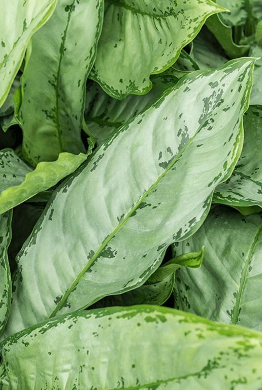Aglaonema freedman blatt 2