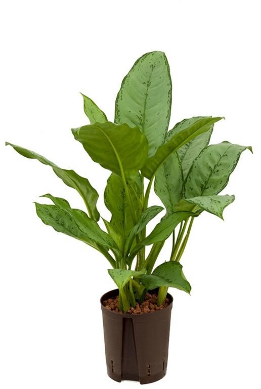 Aglaonema freedman hydro pflanz
