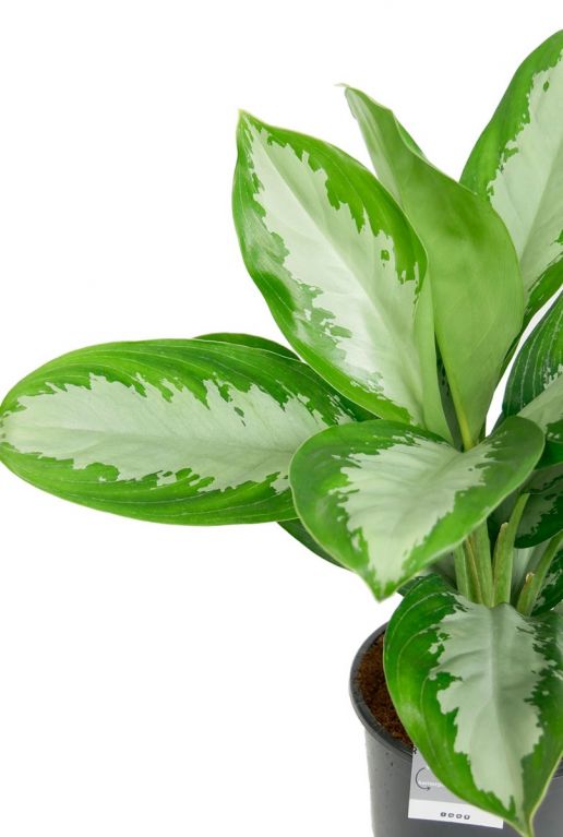 Aglaonema grösse blätter bunt