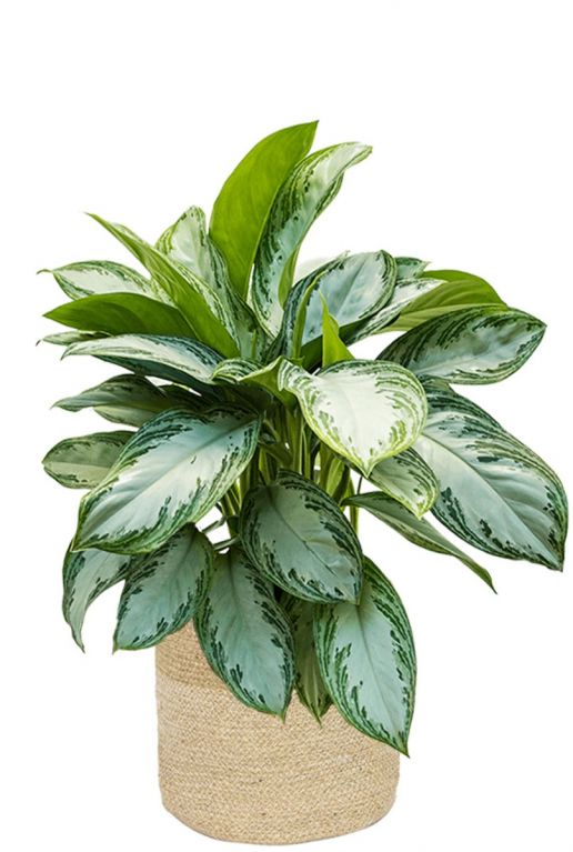 Aglaonema in jute mand