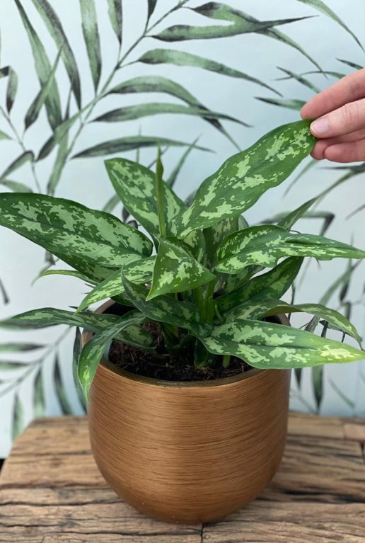 Aglaonema maria plantje