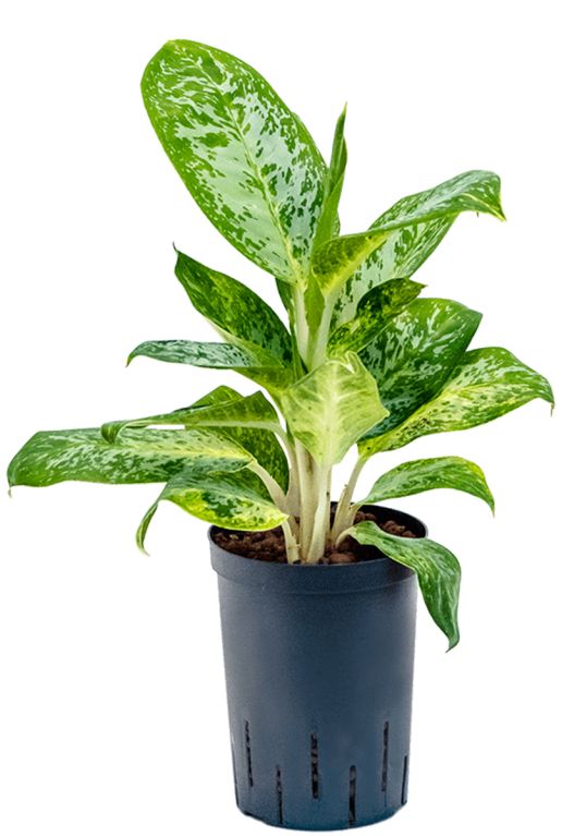 Aglaonema pearl hydro
