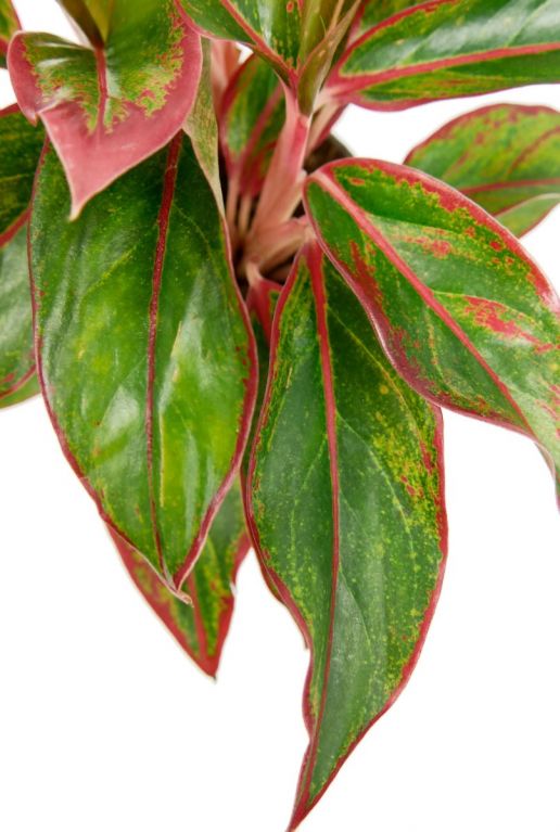 Aglaonema pflanze mit rote streifen