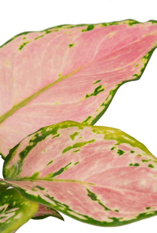 Aglaonema red zirkon plants