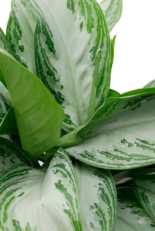 Aglaonema silver bay buntes blatt