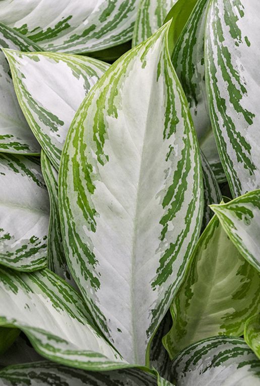 Aglaonema silver bay 5 1