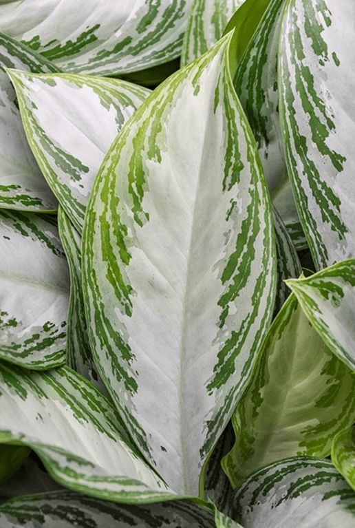 Aglaonema silver bay blatt silber grün