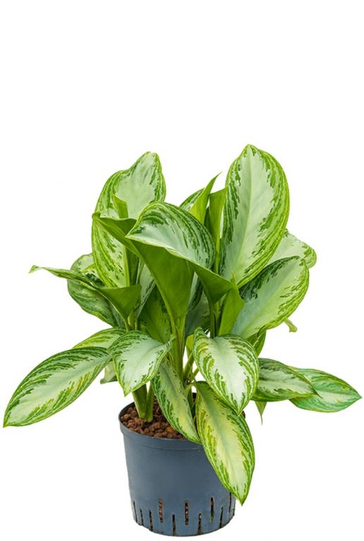 Aglaonema silver bay blatt bunt