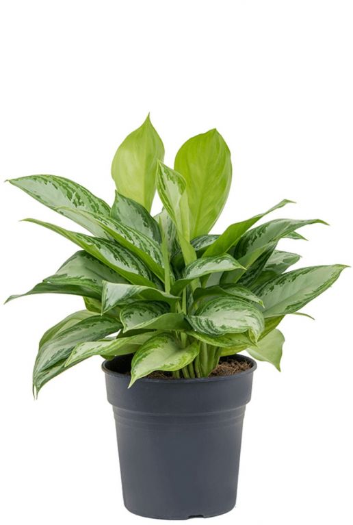 Aglaonema silver bay Kolbenfaden 50cm kaufen? 123zimmerpflanzen