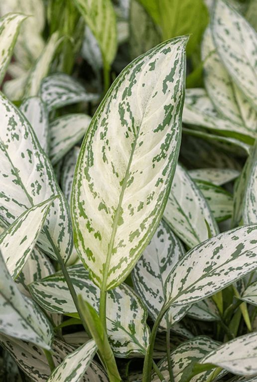 Aglaonema silver king blad