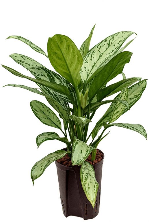 Aglaonema silver king kamerplant