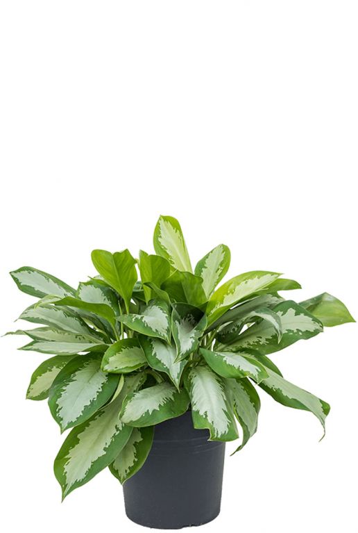 Aglaonema silver moon 27
