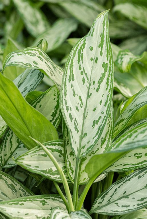 Aglaonema silver queen 1 2