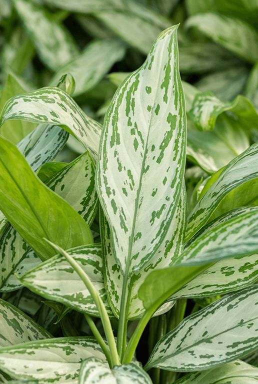Aglaonema silver queen buntes blatt