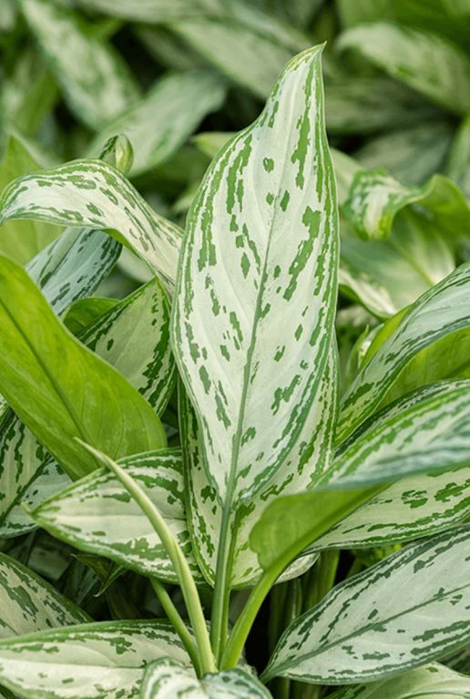 Aglaonema silver queen buntes blatt