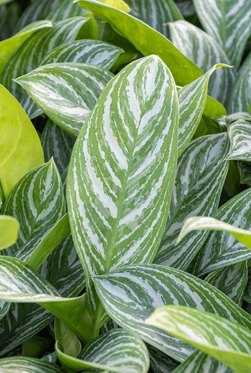 Aglaonema stripes blad 2