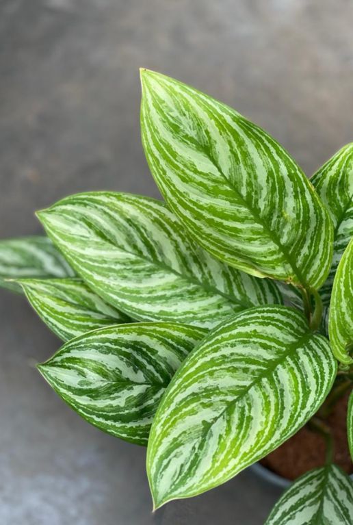 Aglaonema gestreiftes Blatt 