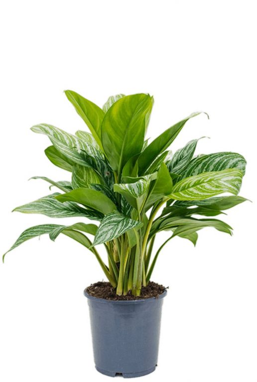 Aglaonema stripes kamerplant 1