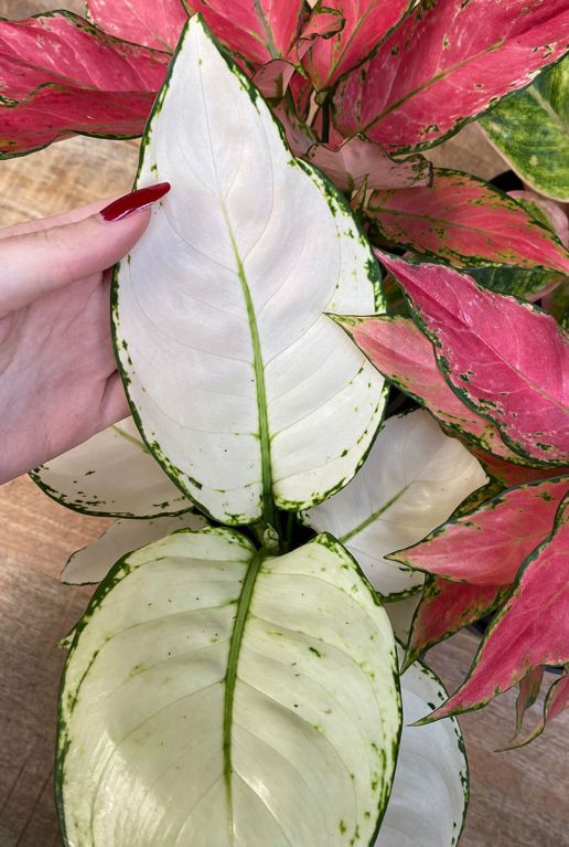 Aglaonema white joy 1