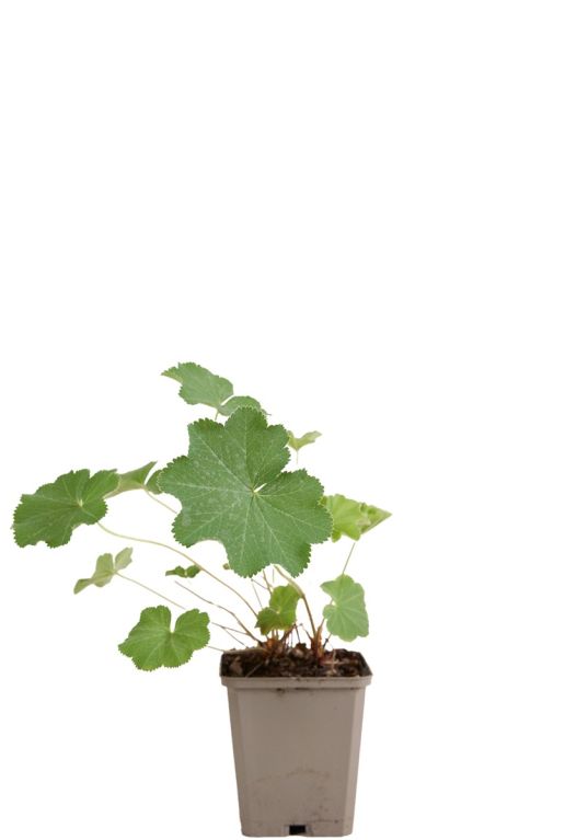 Alchemilla mollis pot9