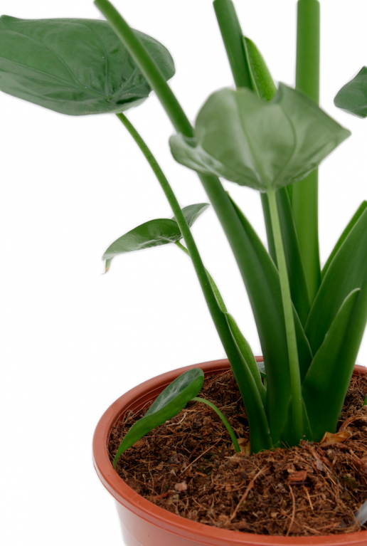 grüne stiehlen Alocasia Cucullata 